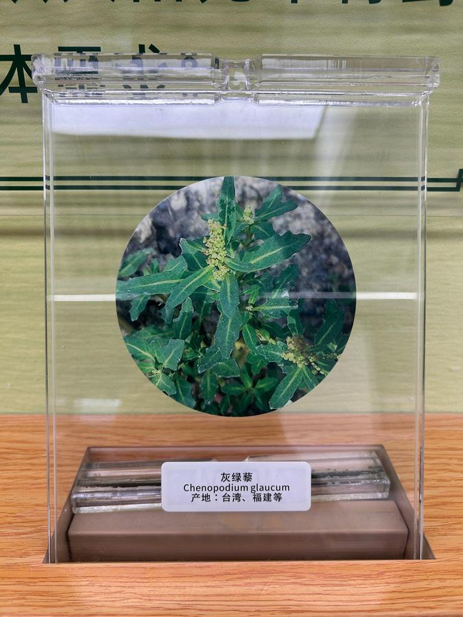 A-202405-奇妙的植物-展項照片7.JPG