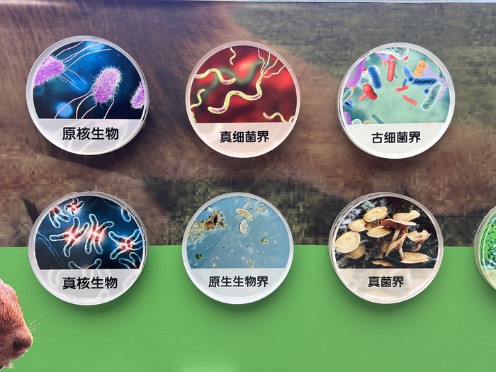 D-202411-生命起源-展項照片4.JPG